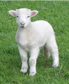 Little lamb